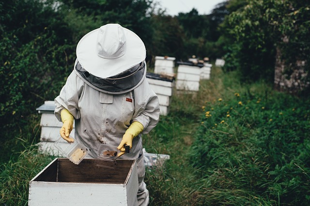 Včelařství jako koníček